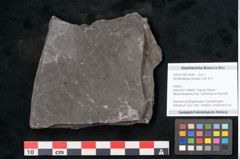 Foto (Objekt + Etikett) von Senftenbergia crenata Lindl. et H. (NHMW-GEO-2024-0188-10939)